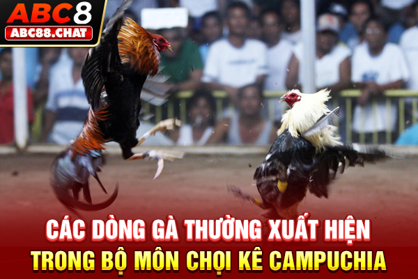 Đá Gà Campuchia Online, Săn Kèo Thomo Nảy Lửa 2026 Các dòng gà thường xuất hiện trong bộ môn chọi kê Campuchia
