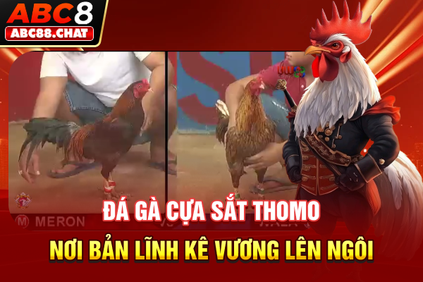 Đá Gà Cựa Sắt Thomo, Nơi Bản Lĩnh Kê Vương Lên Ngôi