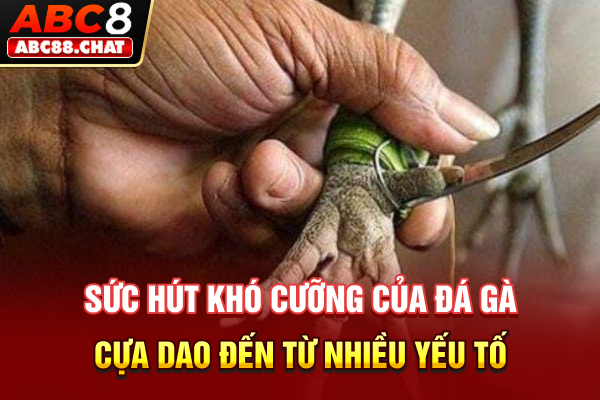 Đá Gà Cựa Dao Và Kỹ Thuật Đọc Vị Bản Lĩnh Chiến Kê Siêu Hạng Sức hút khó cưỡng của đá gà cựa dao đến từ nhiều yếu tố